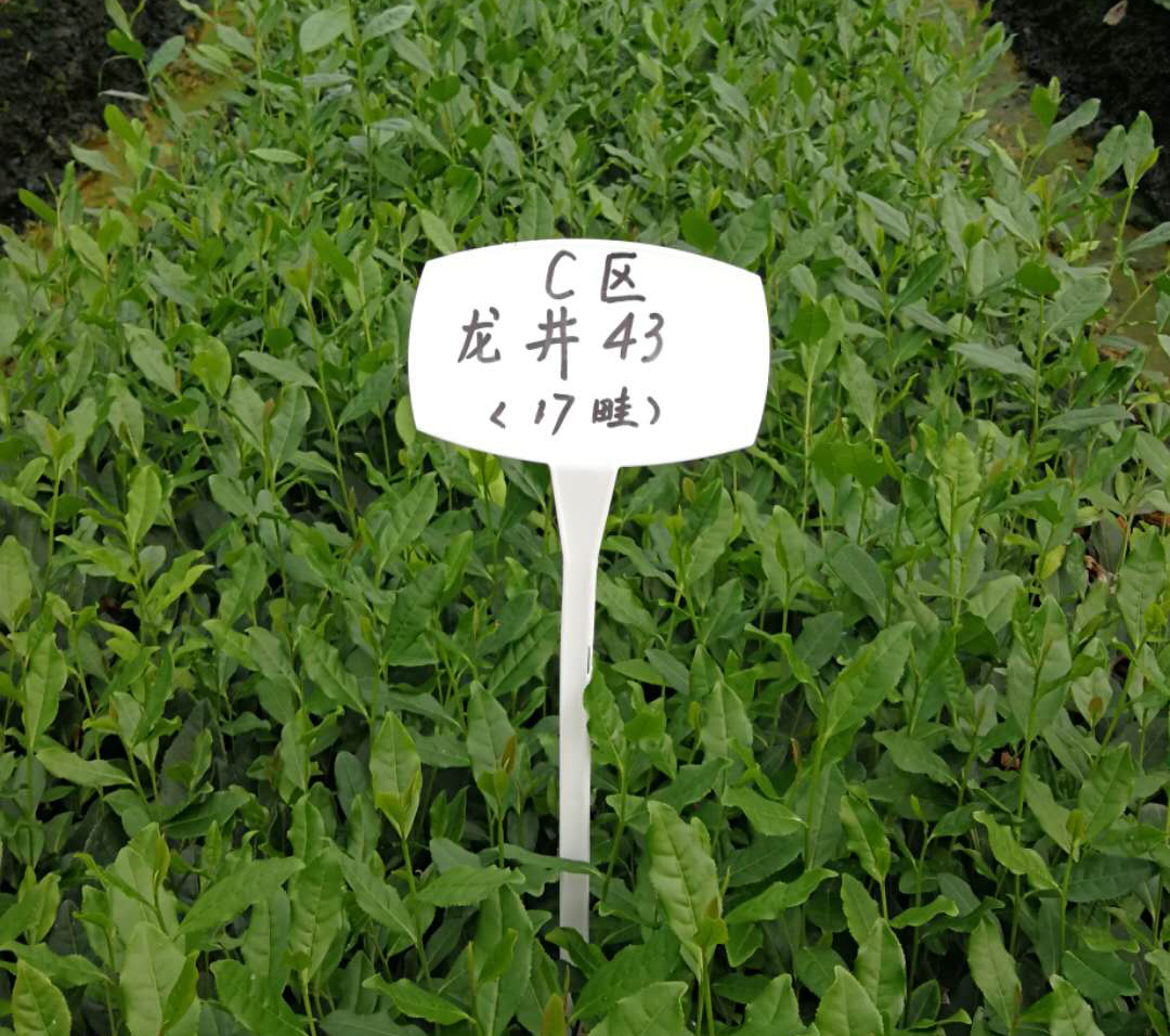 雨量對(duì)茶葉的影響？